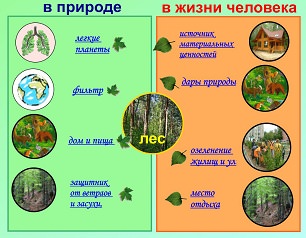 Сообщество окружающий мир 4. Изучения природного сообщества. Природное сообщество лес 4 класс. План природного сообщества. Природные сообщества 4 класс окружающий.