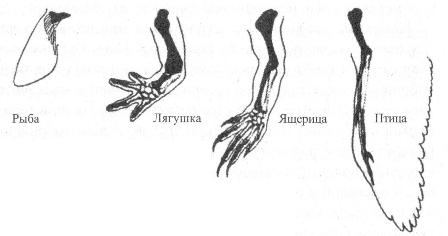 Конечности рыб. Конечности животных. Строение ног животных. Конечности наземных млекопитающих.