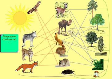 Цепи питания леса 4 класс окружающий. Пищевая цепочка в лесу. Экологические связи в лесу. Экологические связи в Лесном сообществе. Модель экологических связей.